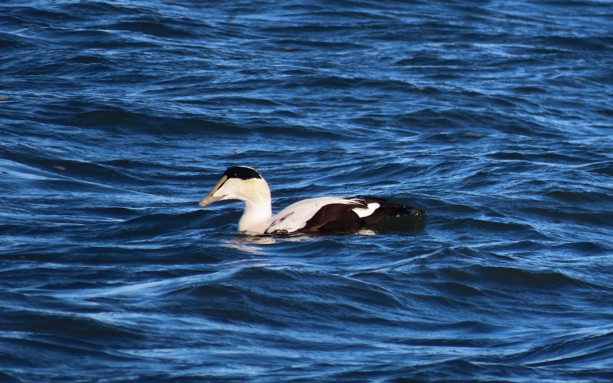 Common Eider - ML646159267