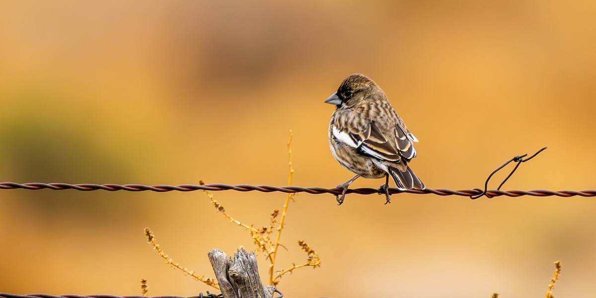 Lark Bunting - ML646159268