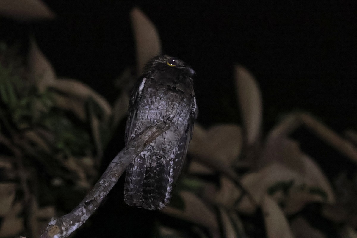 Northern Potoo - ML646159272