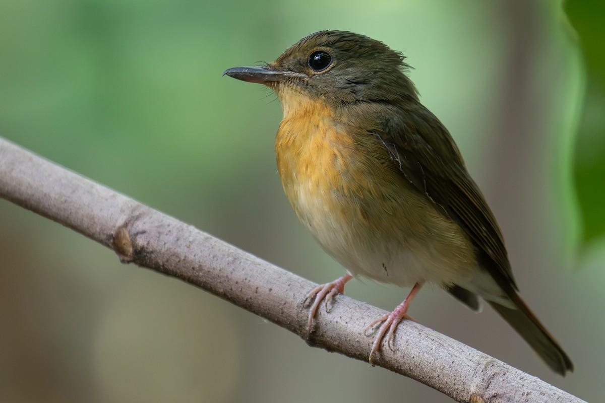 Koca Gagalı Mavi Sinekkapan - ML646159273