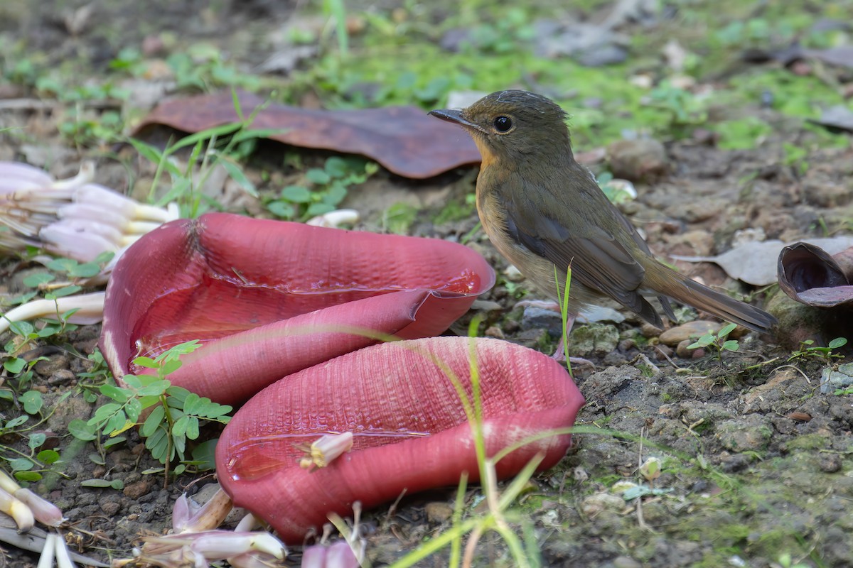 Koca Gagalı Mavi Sinekkapan - ML646159274