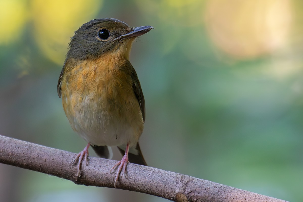 Koca Gagalı Mavi Sinekkapan - ML646159275