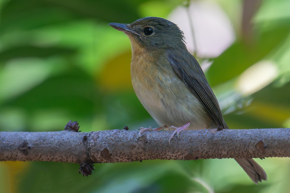 Koca Gagalı Mavi Sinekkapan - ML646159276