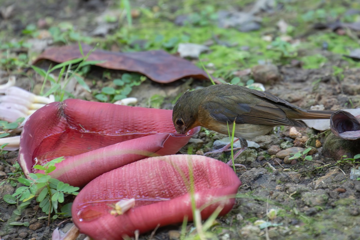 Koca Gagalı Mavi Sinekkapan - ML646159277