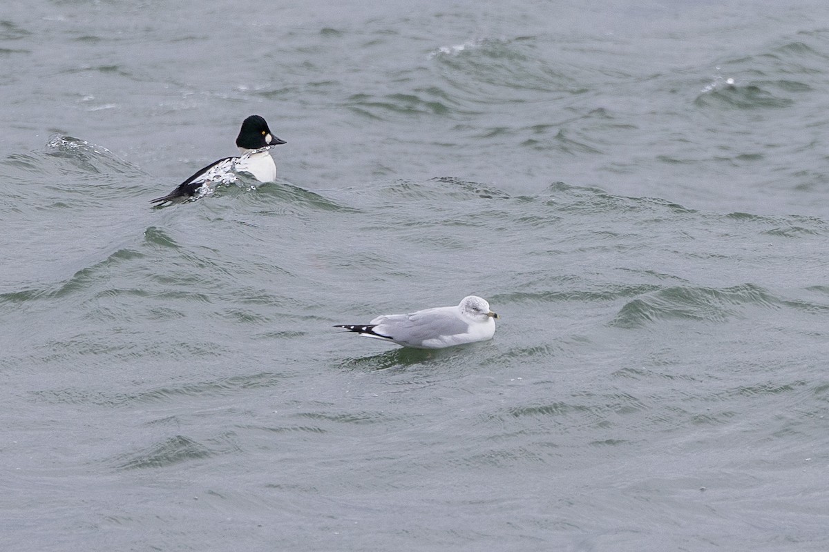 Common Goldeneye - ML646159278