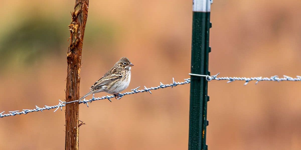 Chingolo Coliblanco - ML646159279