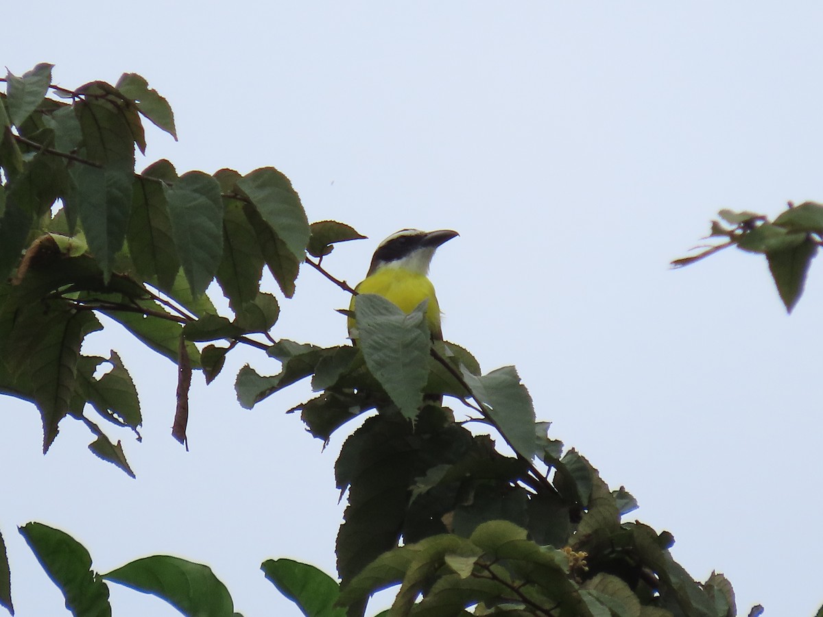 オオハシタイランチョウ - ML646159280