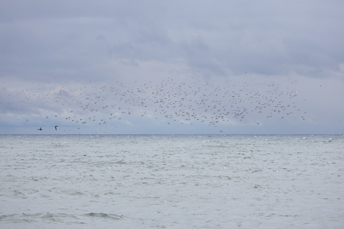 Greater/Lesser Scaup - ML646159289