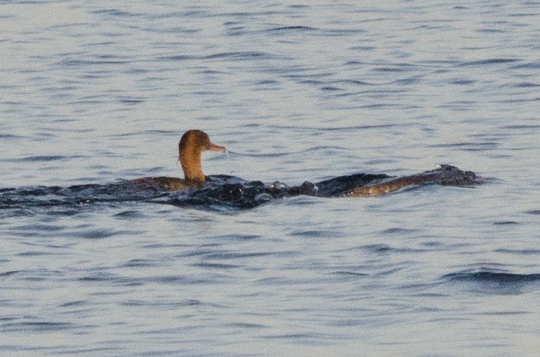 Red-breasted Merganser - ML646159292