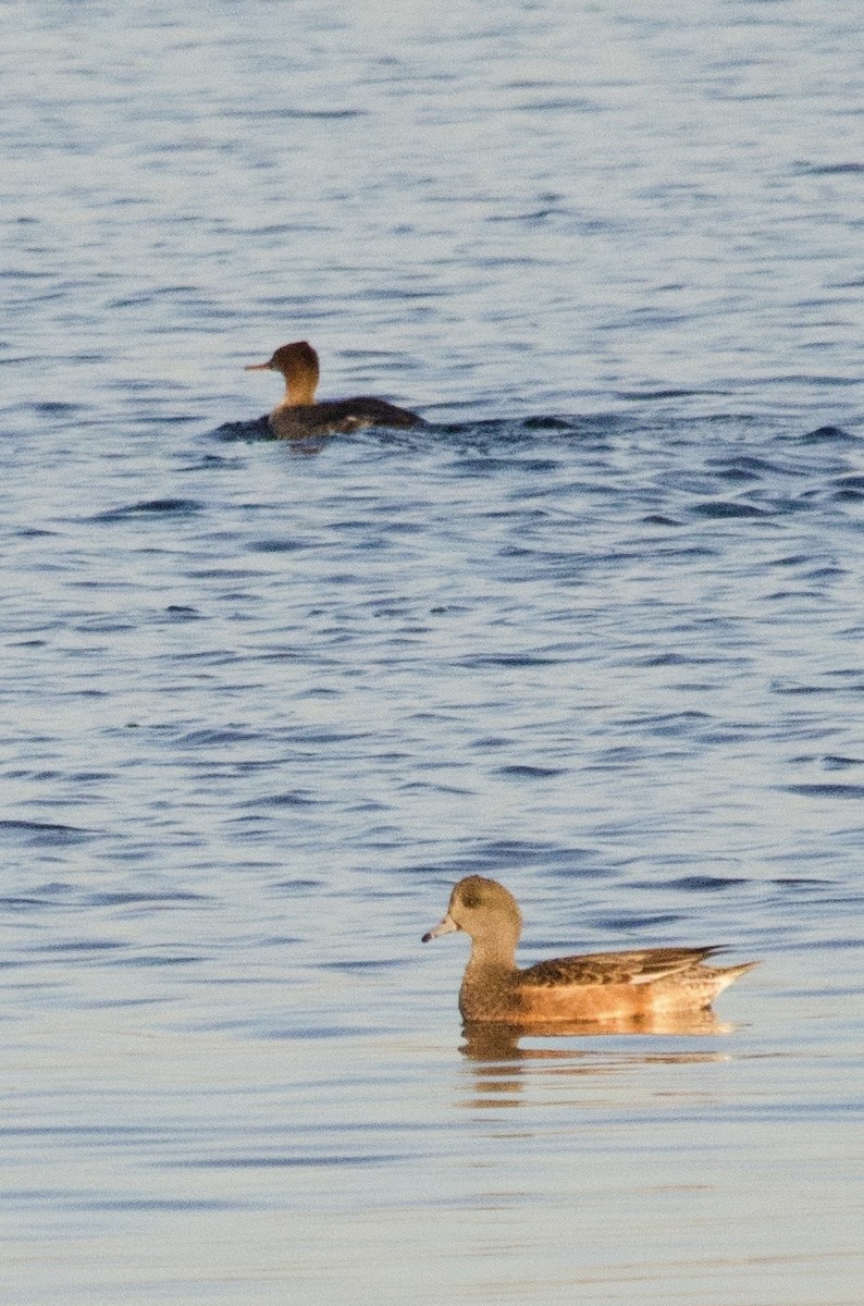 Red-breasted Merganser - ML646159293