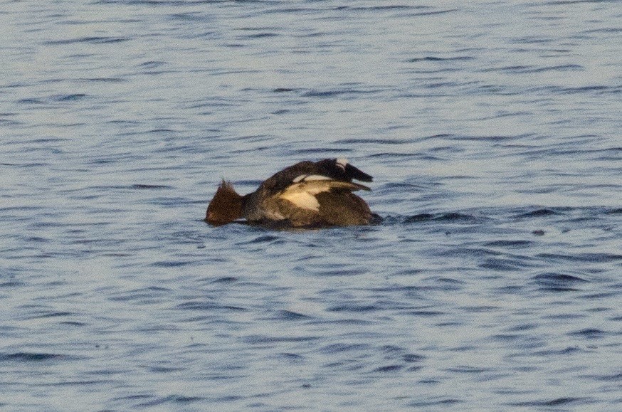 Red-breasted Merganser - ML646159294
