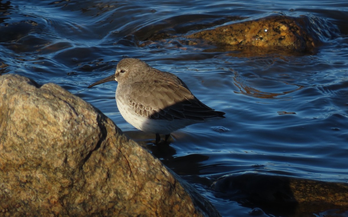 Dunlin - ML646159295
