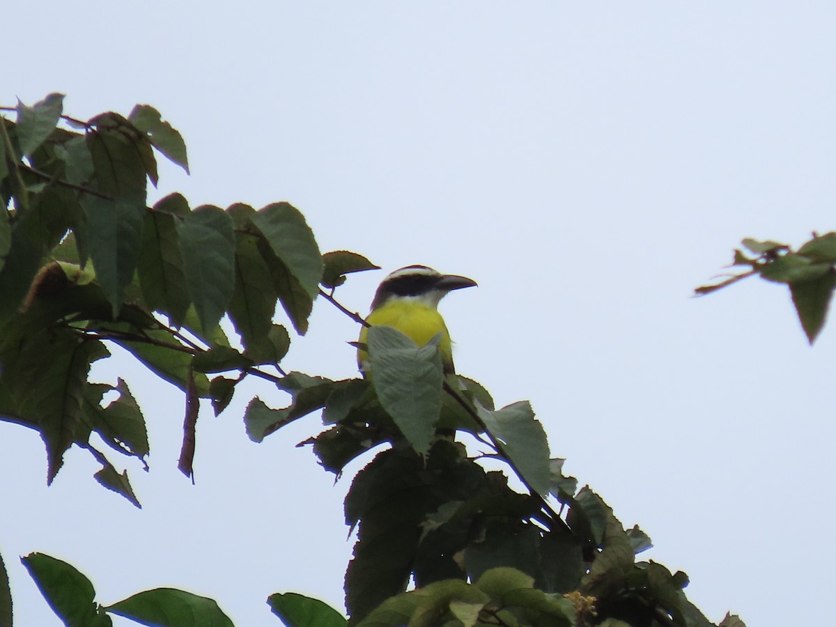 オオハシタイランチョウ - ML646159298