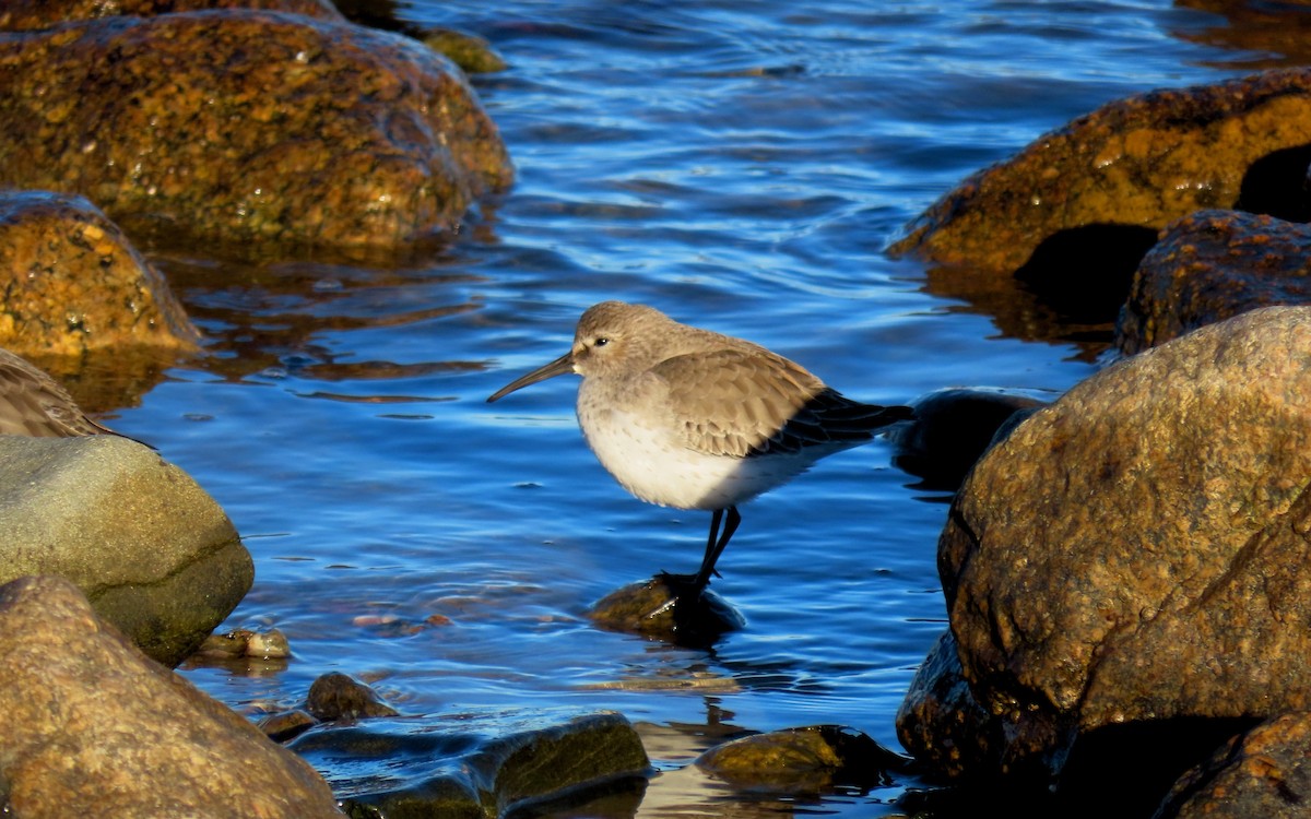 Dunlin - ML646159300