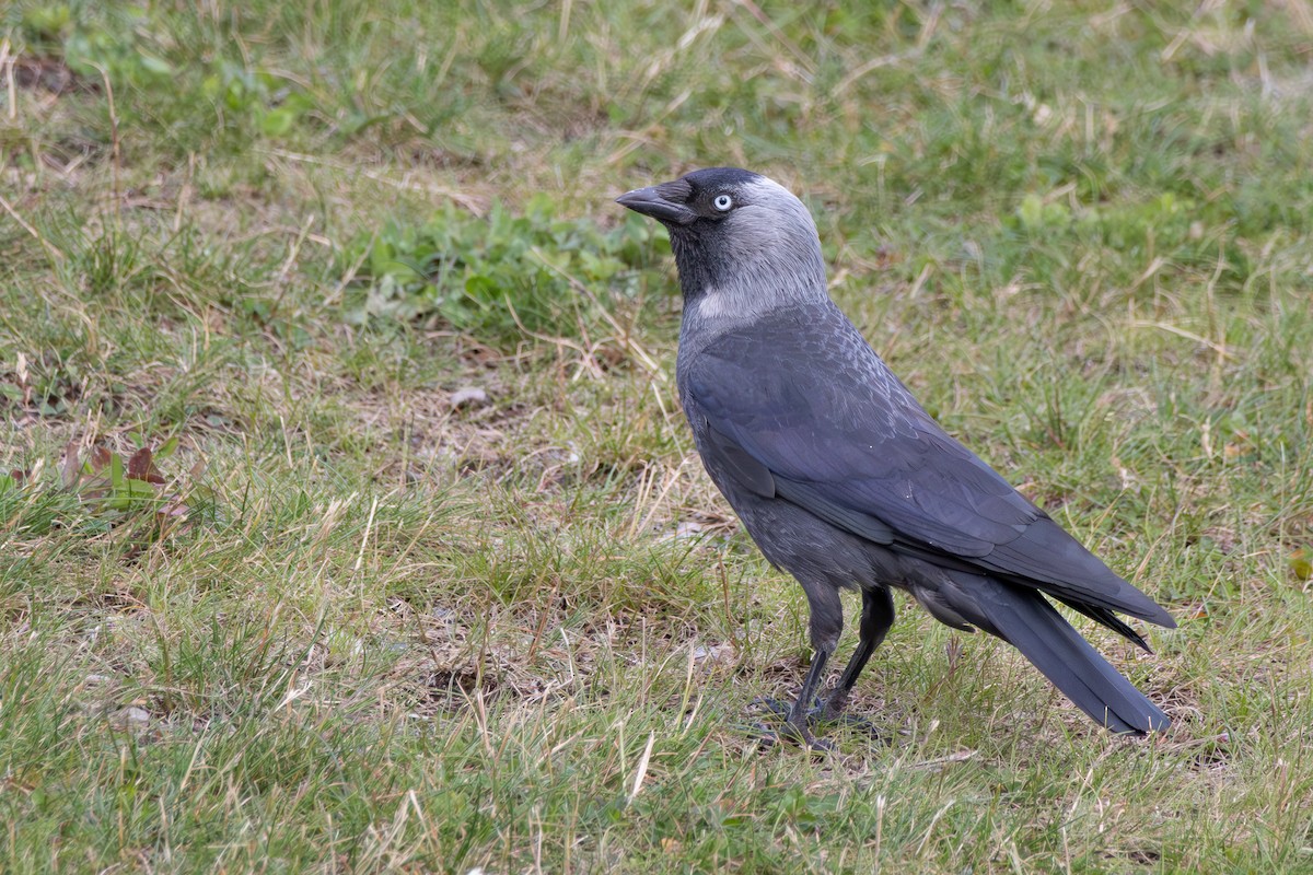 Eurasian Jackdaw - ML646159301