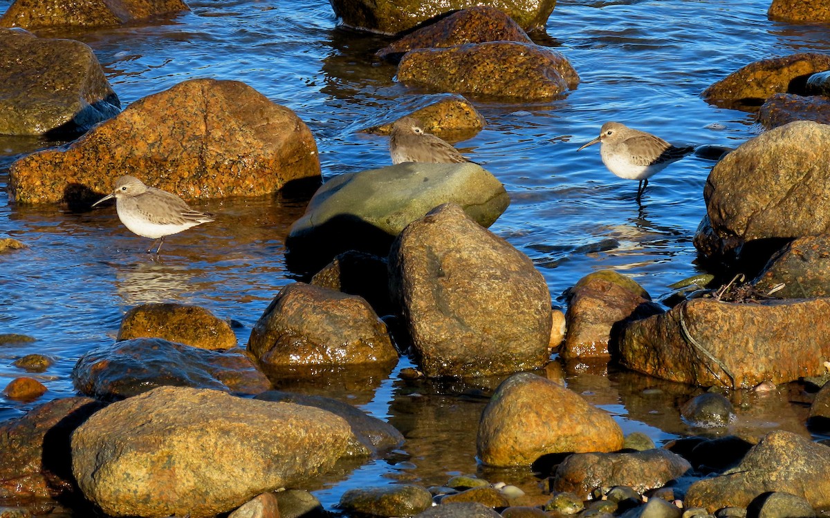 Dunlin - ML646159303