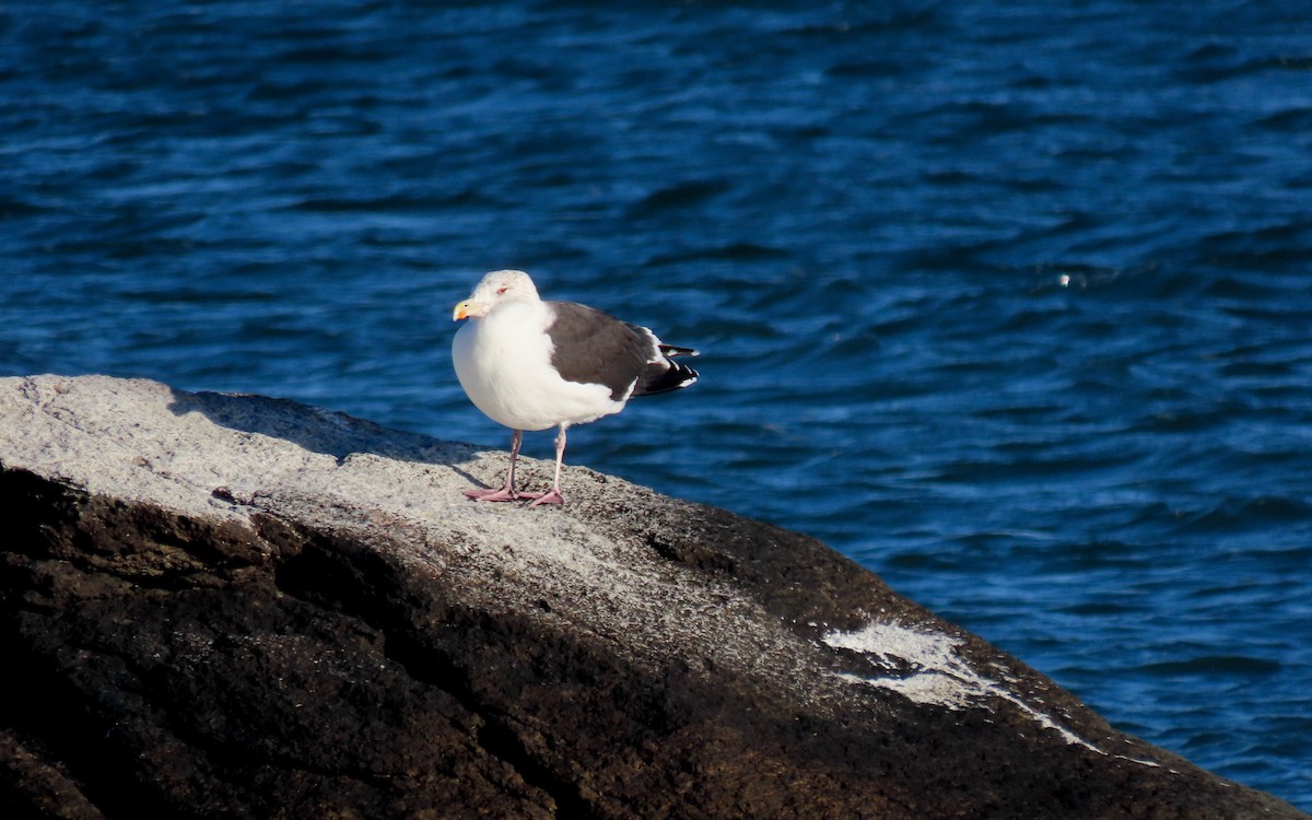 Great Black-backed Gull - ML646159307