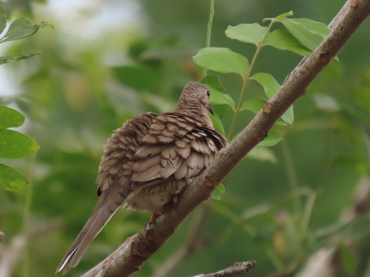 Inca Dove - ML646159308