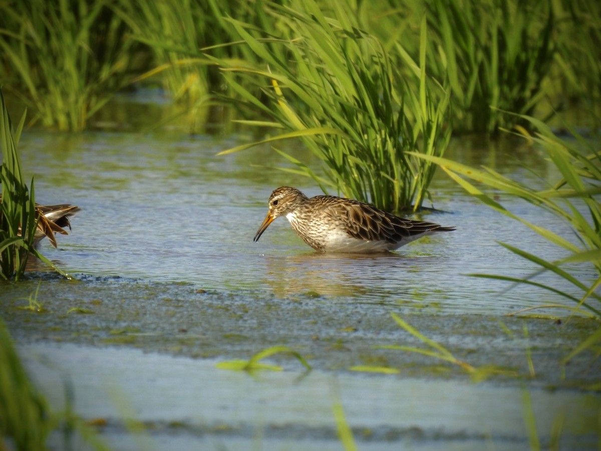 Побережник арктичний - ML646159311