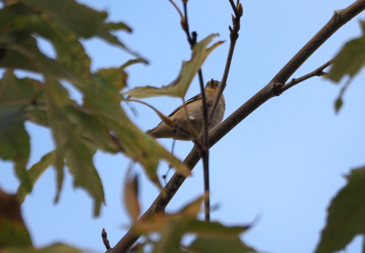 Чиж золотий - ML646159312