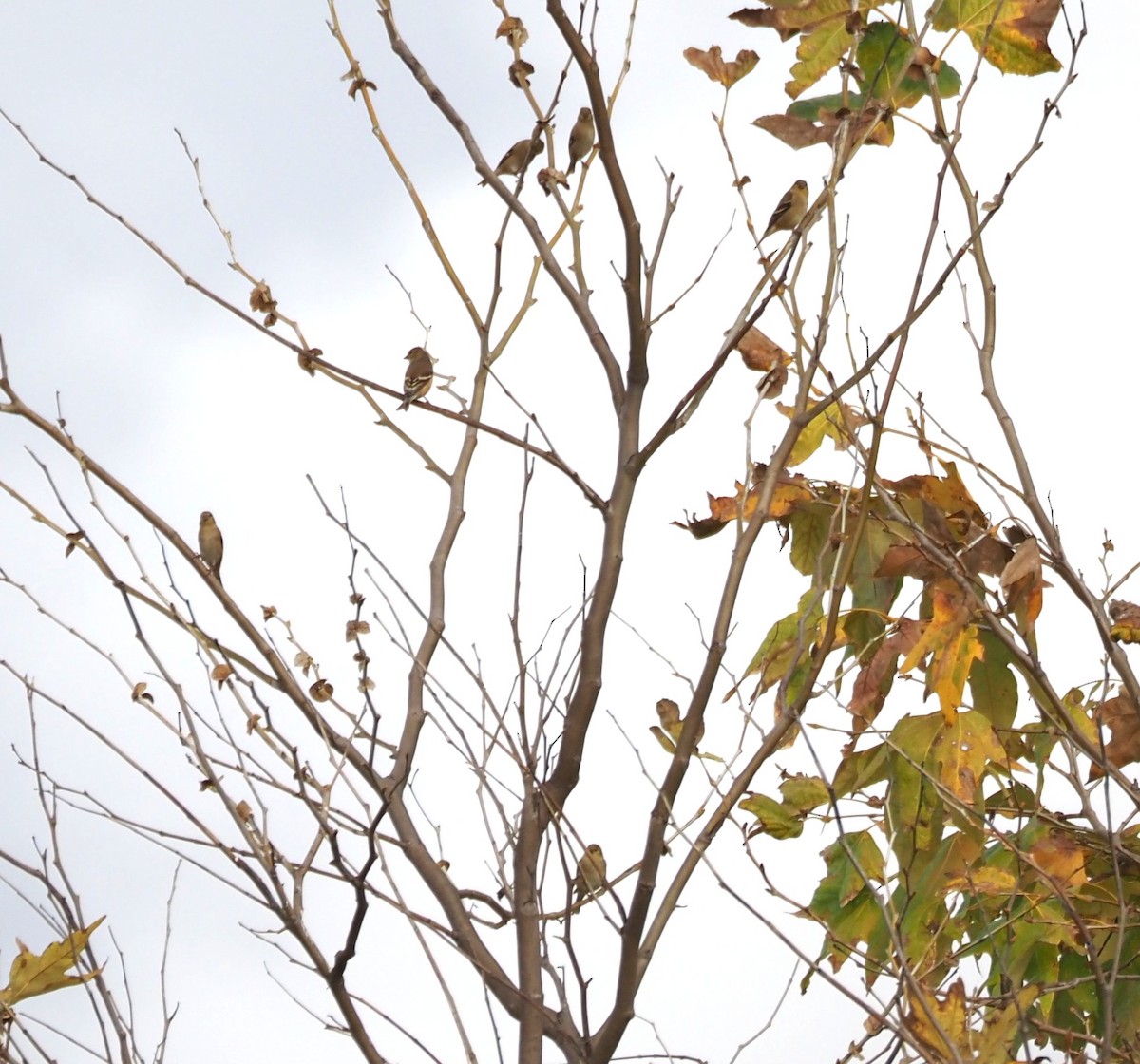 Чиж золотий - ML646159313