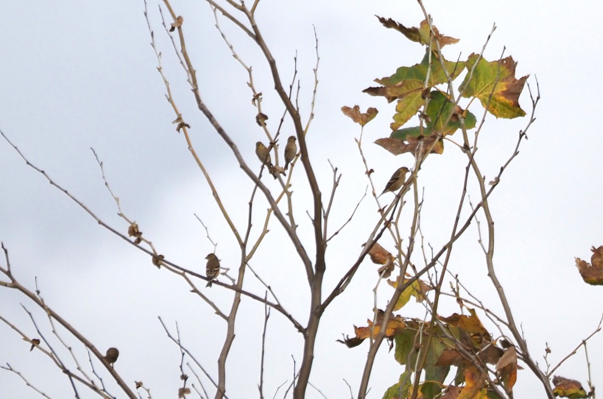 Чиж золотий - ML646159314