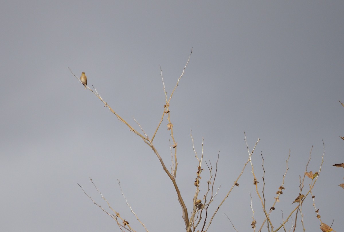 Чиж золотий - ML646159315