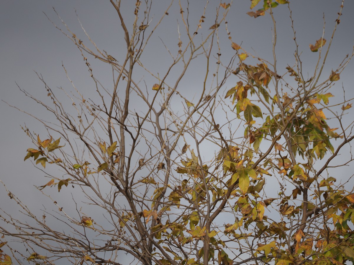 Чиж золотий - ML646159316