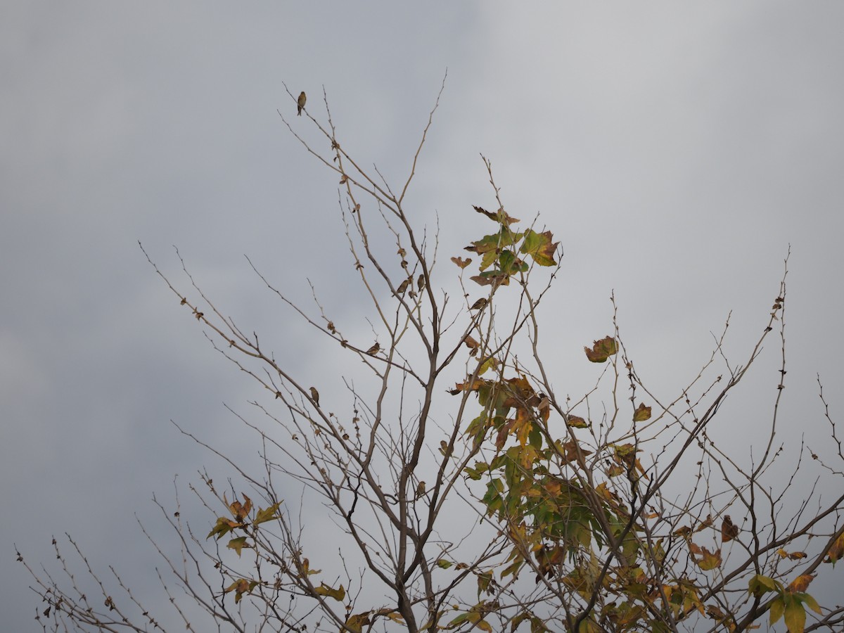 Чиж золотий - ML646159317