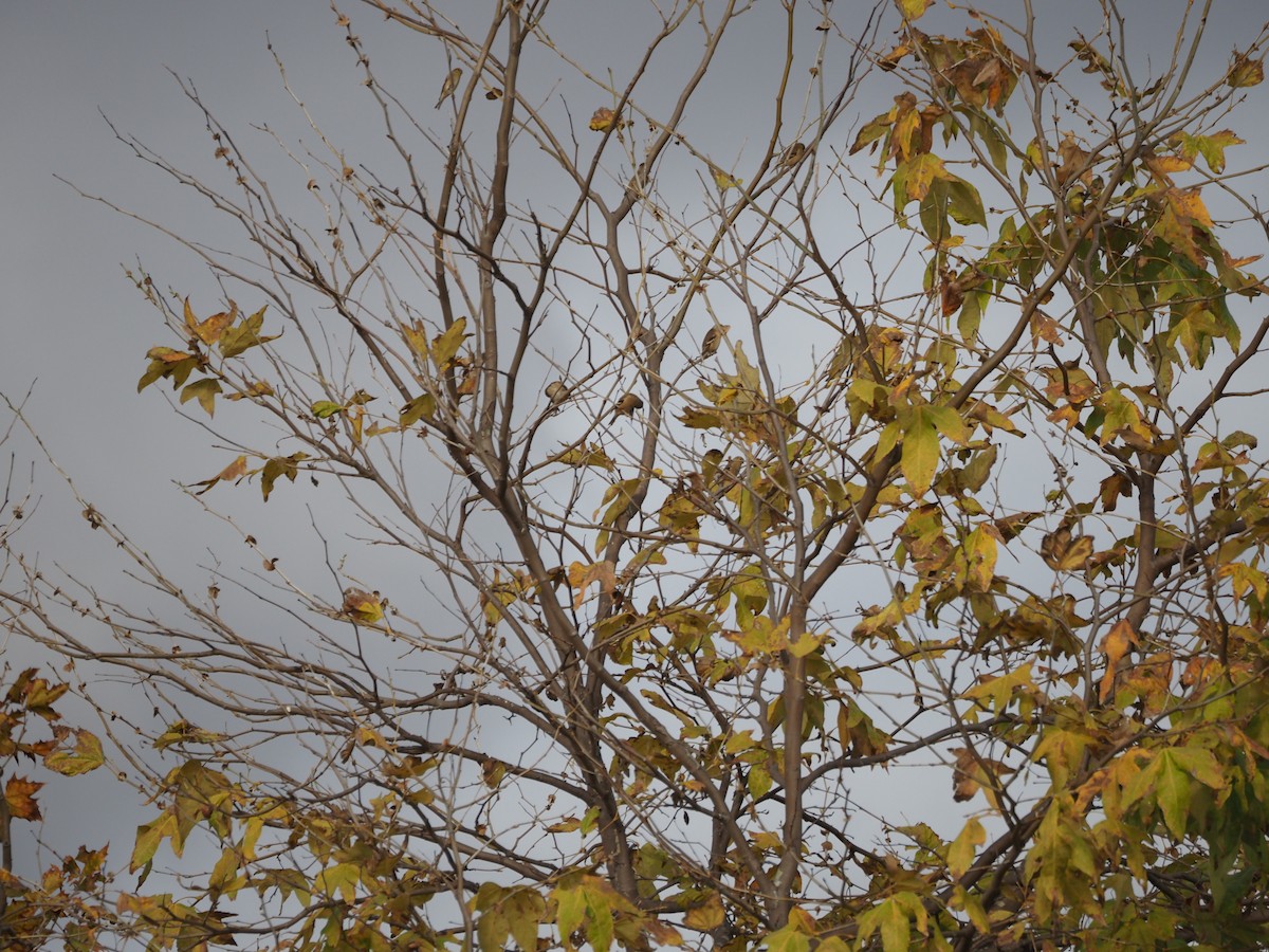 Чиж золотий - ML646159318