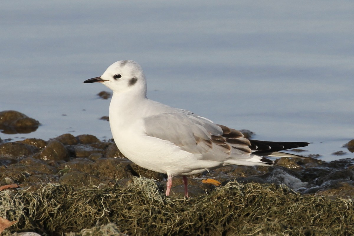 Bonaparte's Gull - ML646159320