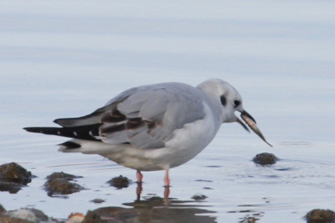 Bonaparte's Gull - ML646159321