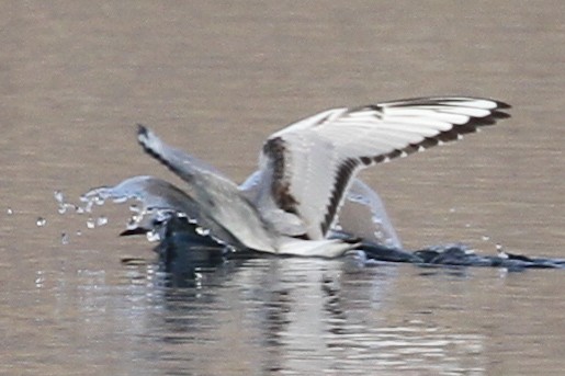 Bonaparte's Gull - ML646159322