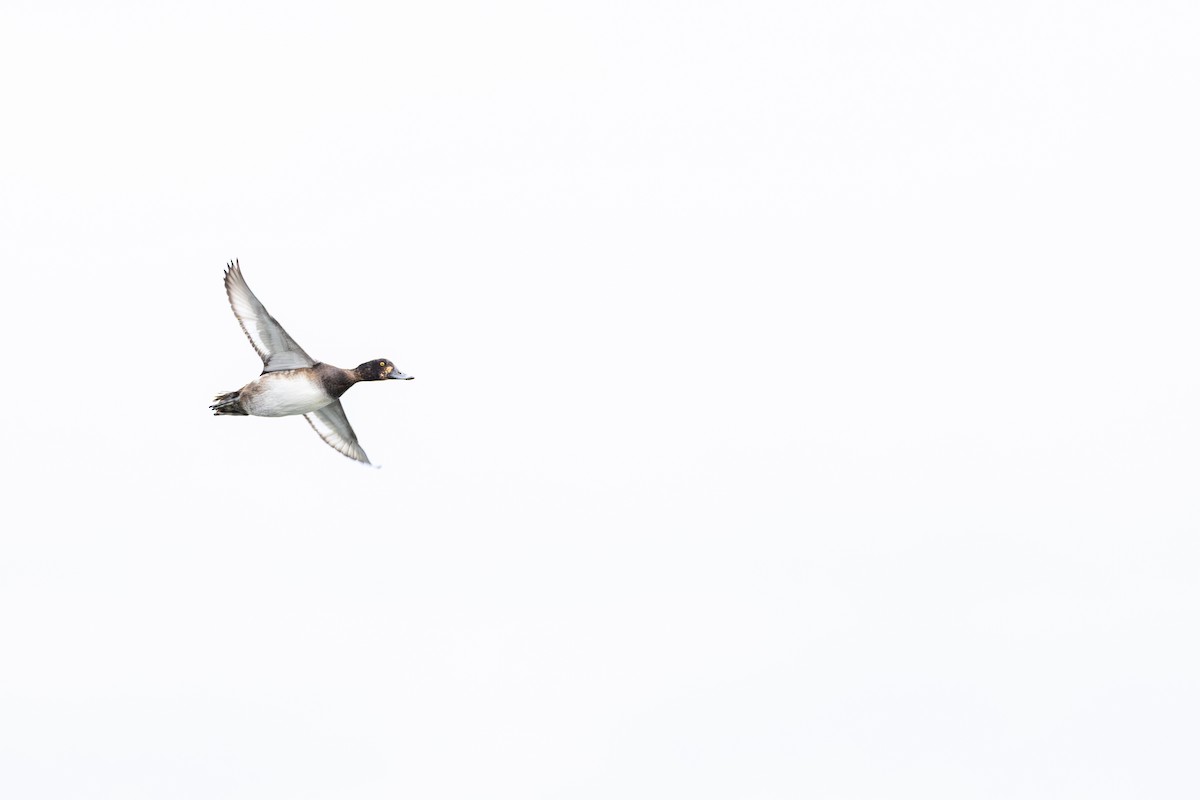 Greater/Lesser Scaup - ML646159323