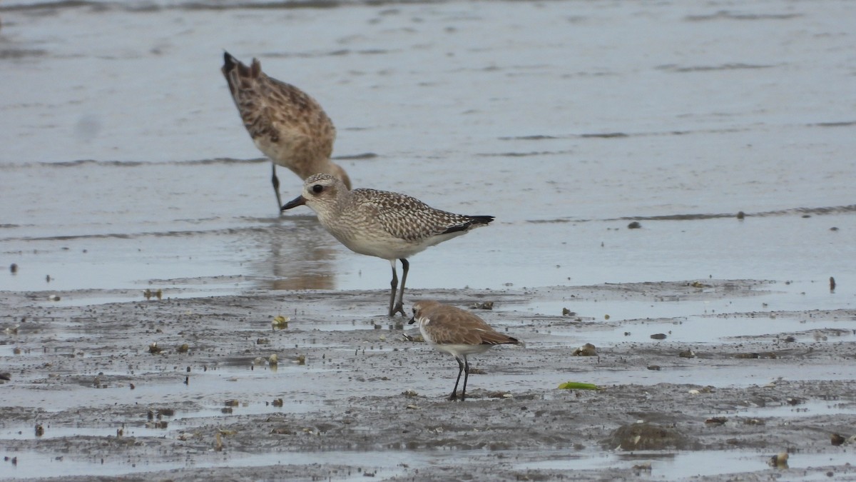 Black-bellied Plover - ML646159329