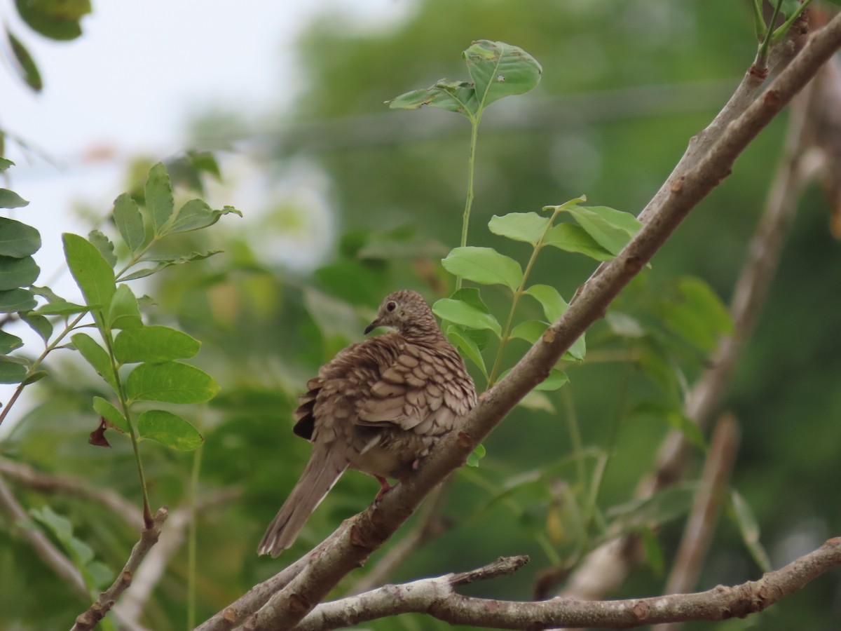 Inca Dove - ML646159332