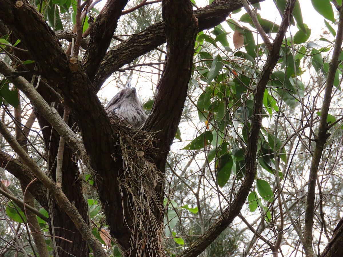 Tawny Frogmouth - ML646159337