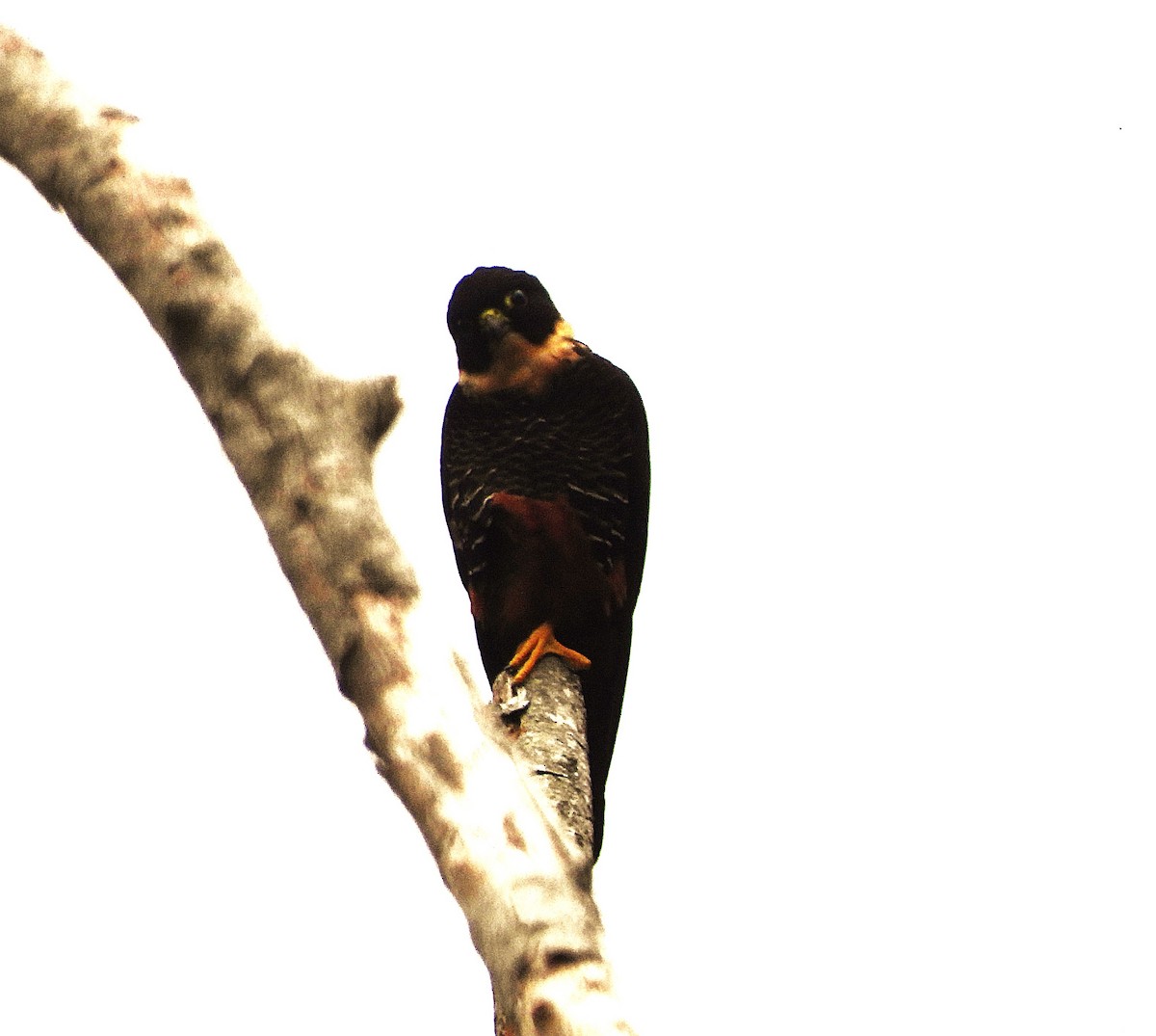 Bat Falcon - ML646159340