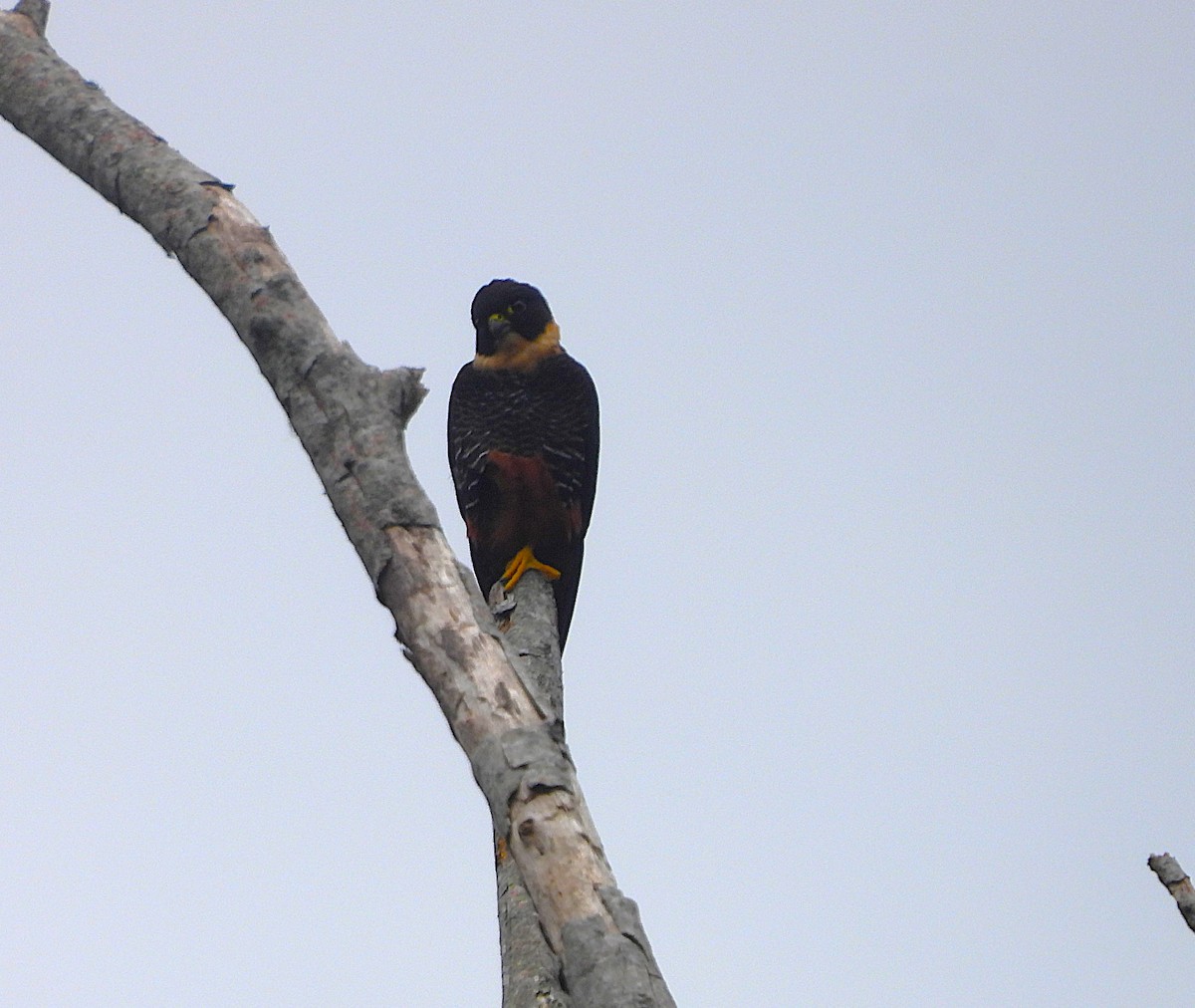 Bat Falcon - ML646159341