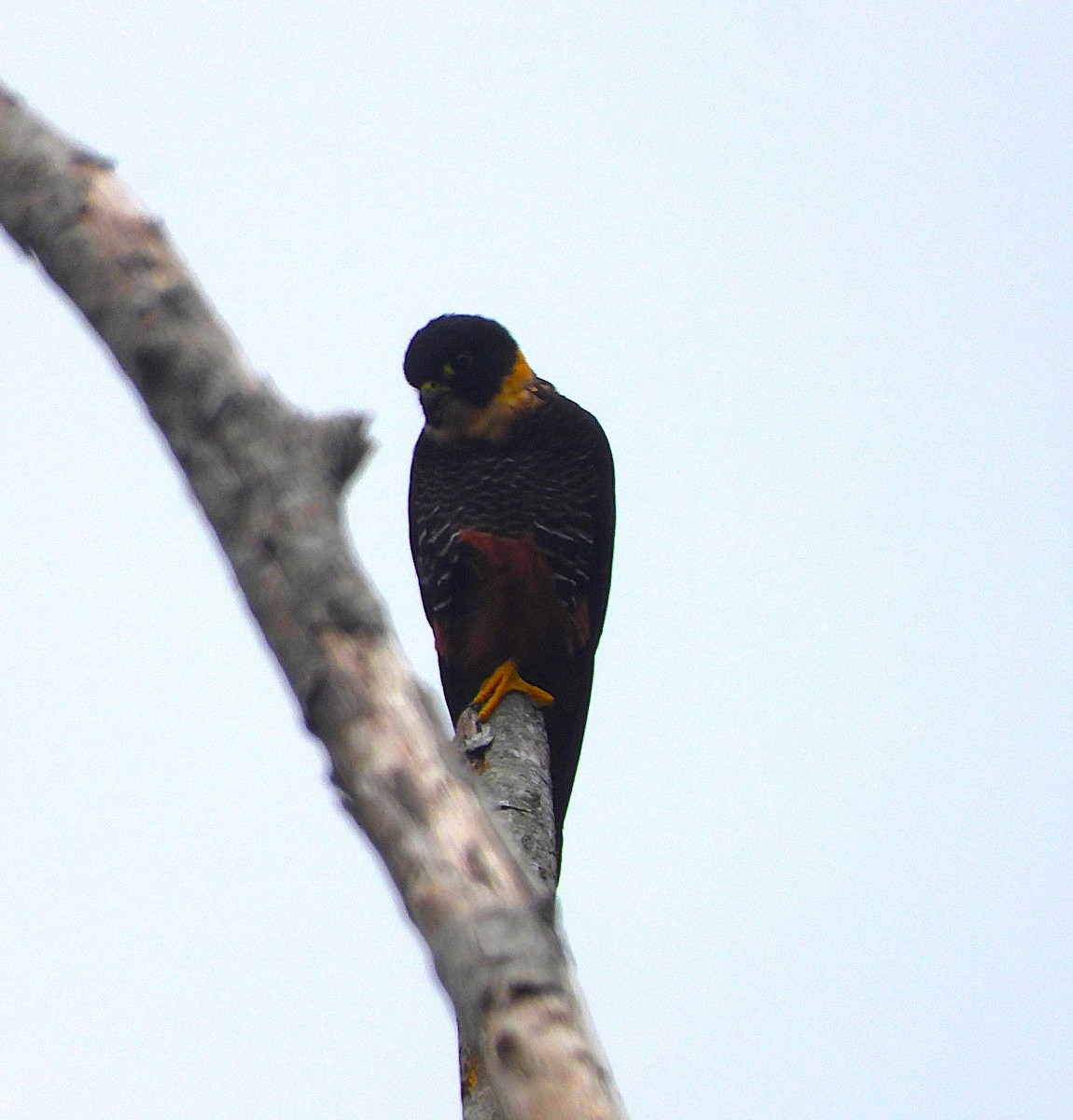 Bat Falcon - ML646159342