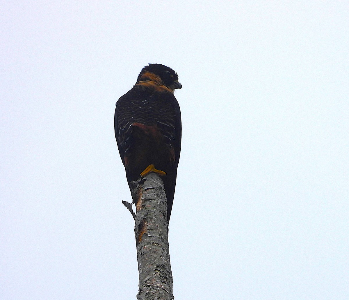 Bat Falcon - ML646159343