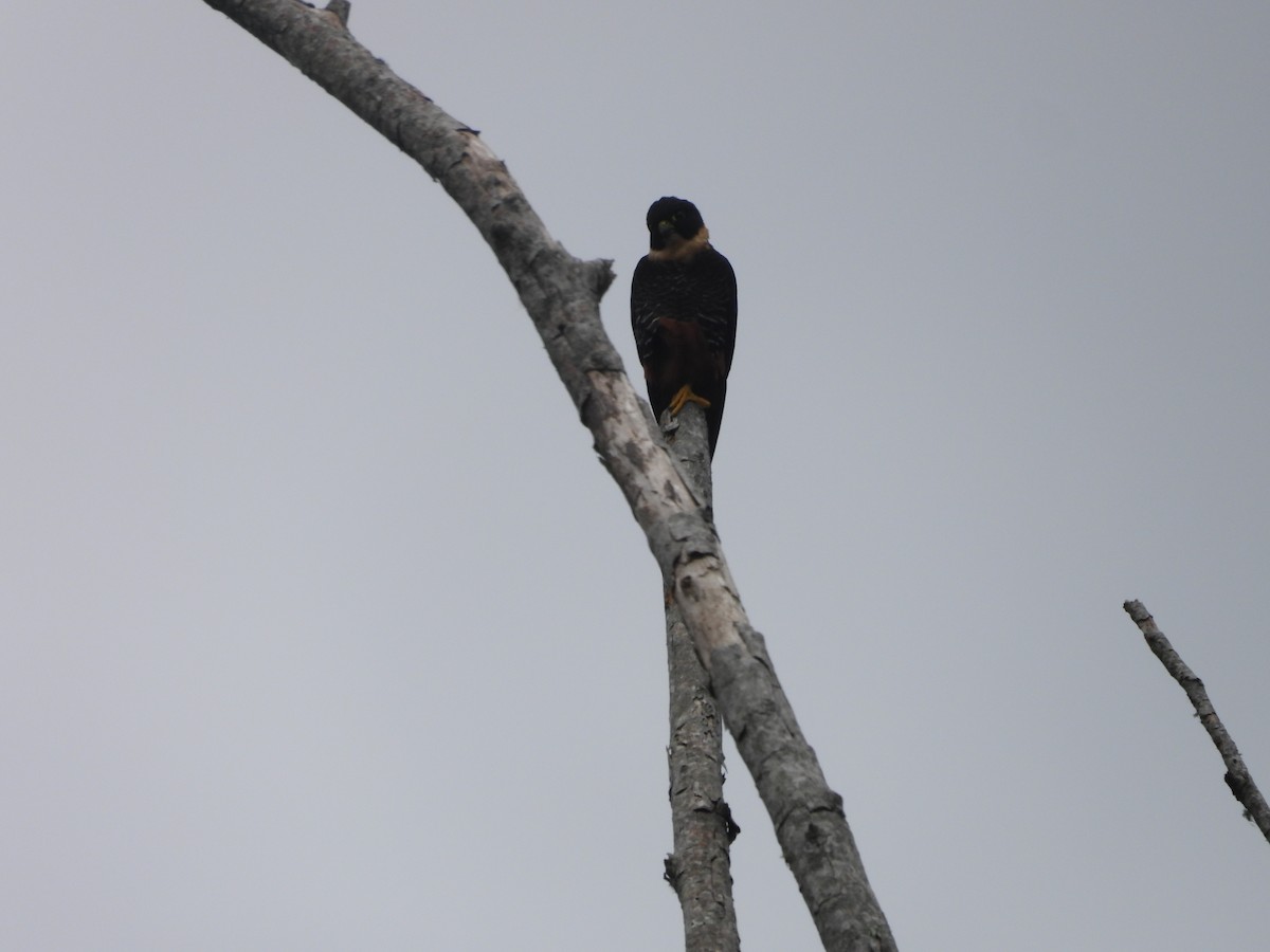 Bat Falcon - ML646159344