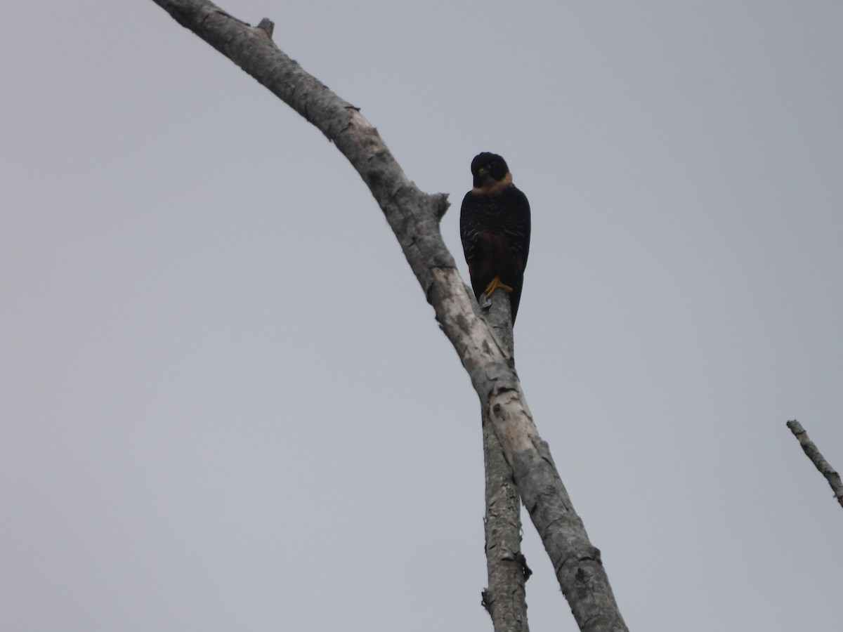 Bat Falcon - ML646159345