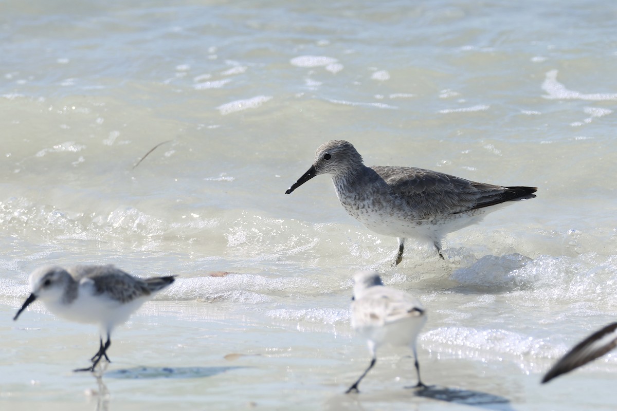 Red Knot - ML646159350