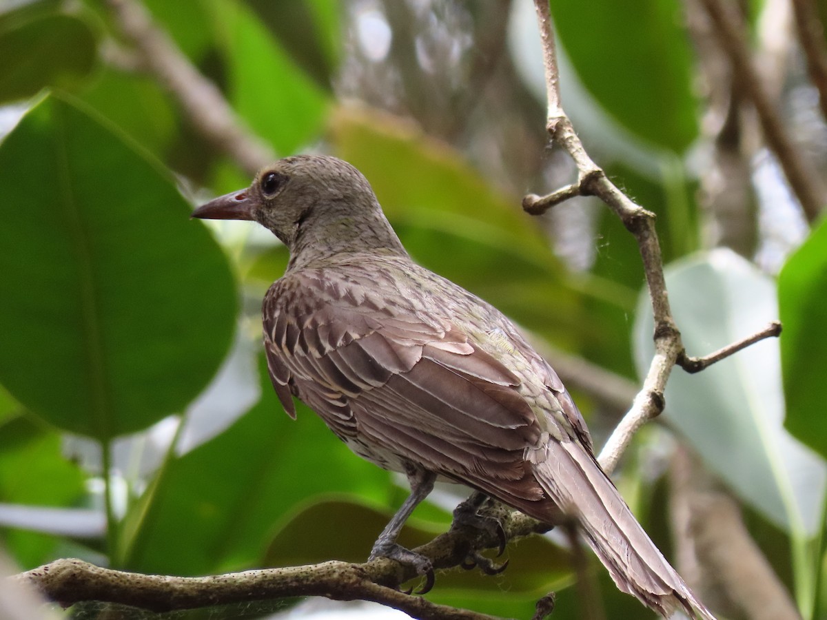 Olive-backed Oriole - ML646159352