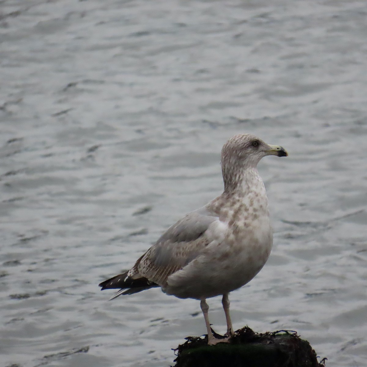 American Herring Gull - ML646159353