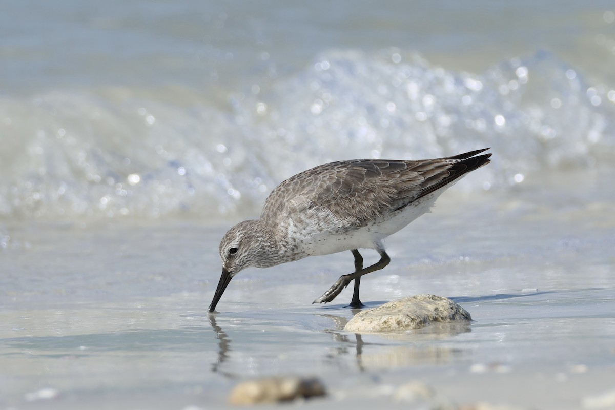 Red Knot - ML646159354