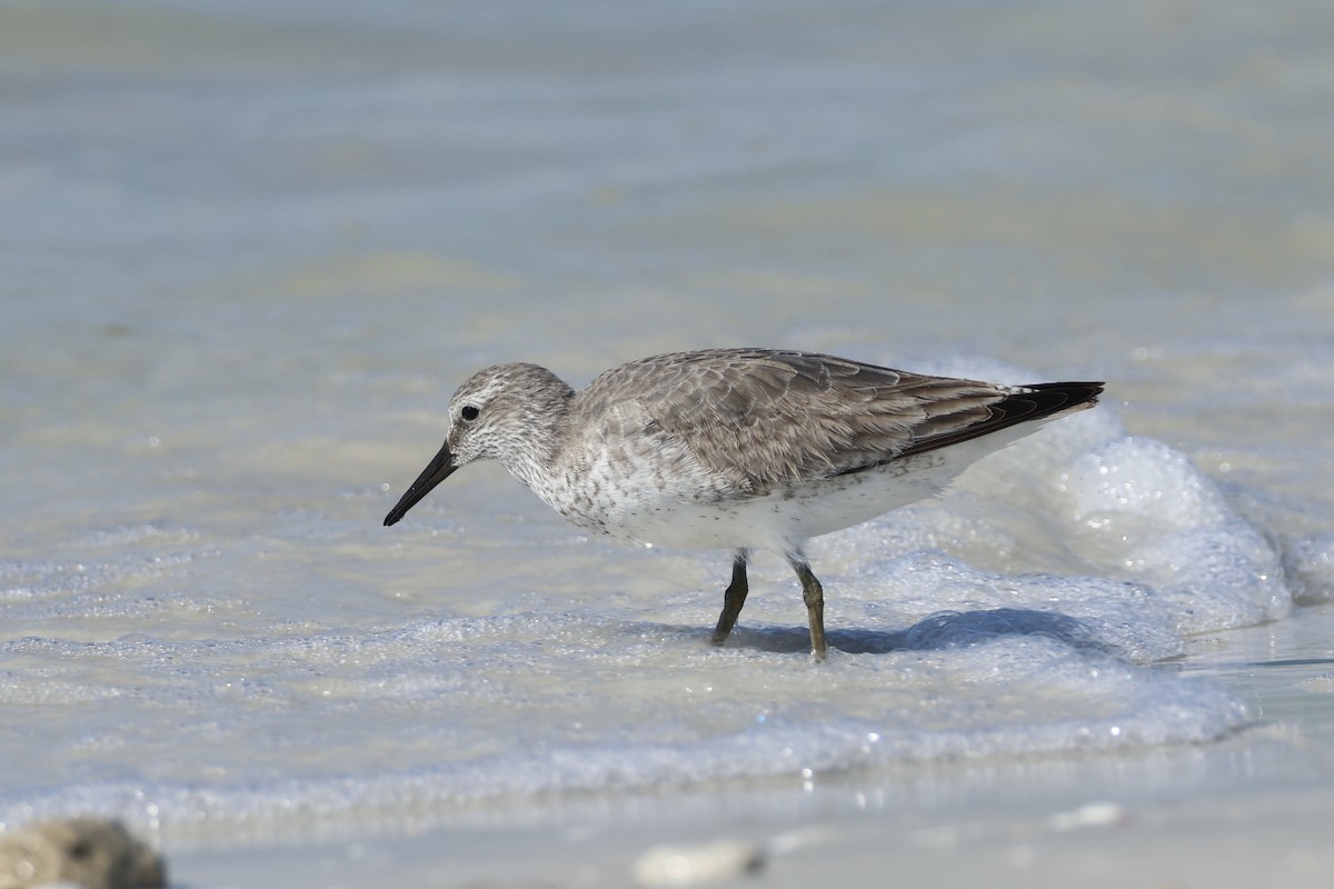 Red Knot - ML646159356