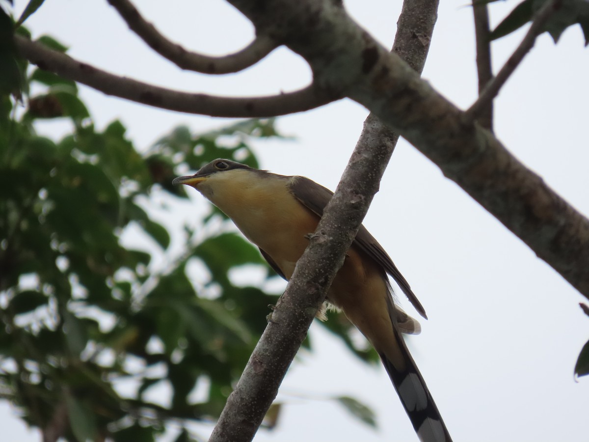 Mangrove Cuckoo - ML646159357