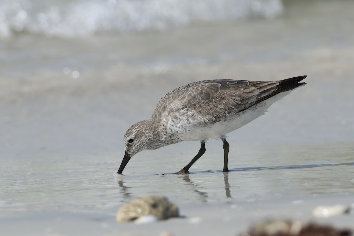 Red Knot - ML646159359